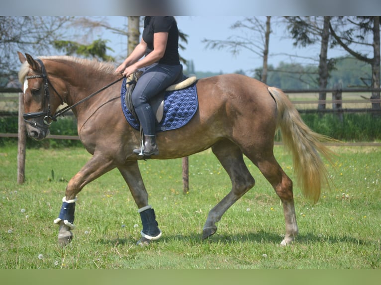 Otras razas Yegua 4 años 157 cm Palomino in Breda