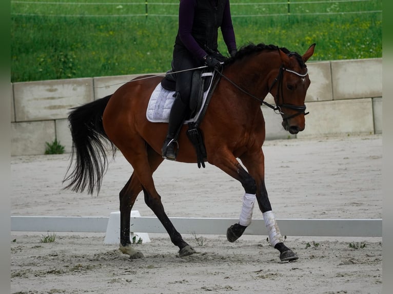 Otras razas Yegua 4 años 160 cm Castaño in Nettersheim