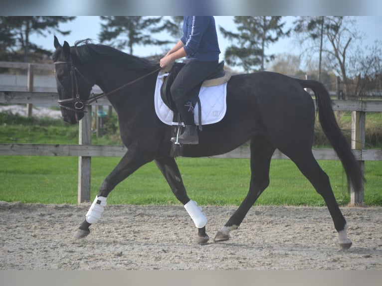 Otras razas Yegua 4 años 165 cm Negro in Breda