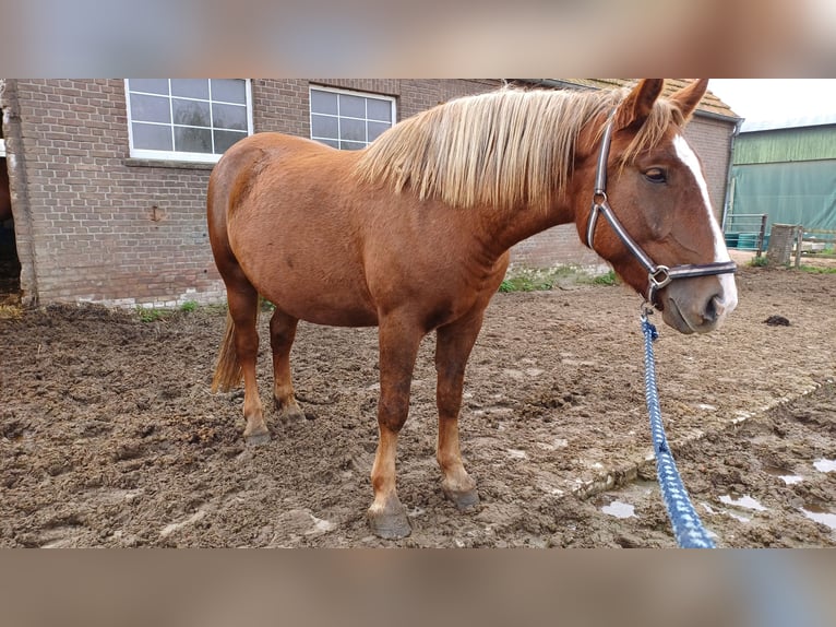 Otras razas Yegua 4 años Alazán in Kleve