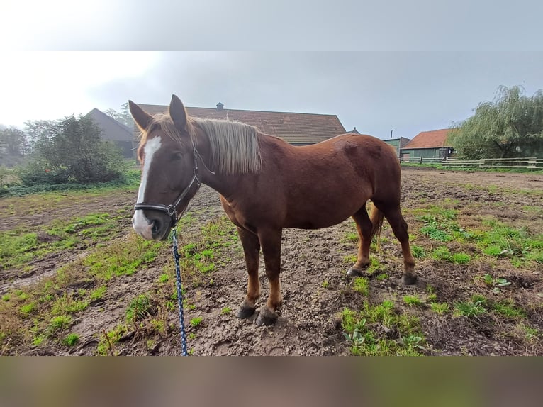 Otras razas Yegua 4 años Alazán in Kleve