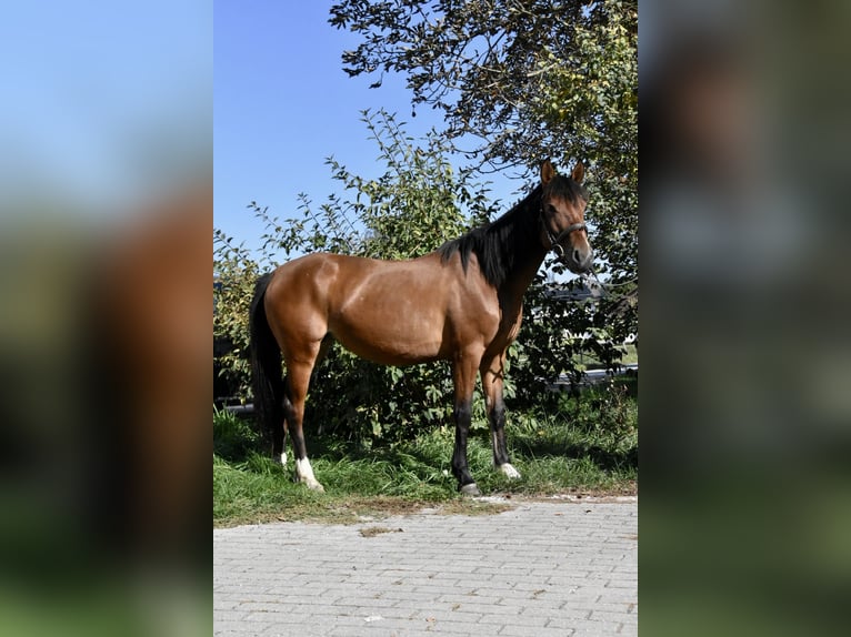 Otras razas Mestizo Yegua 5 años 141 cm Castaño in Arnstorf