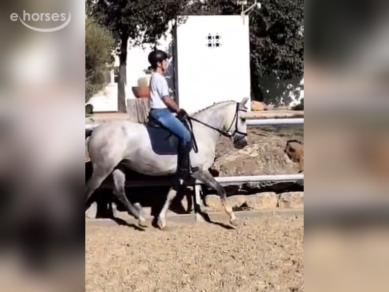 Otras razas Yegua 5 años 146 cm Tordo in Coin