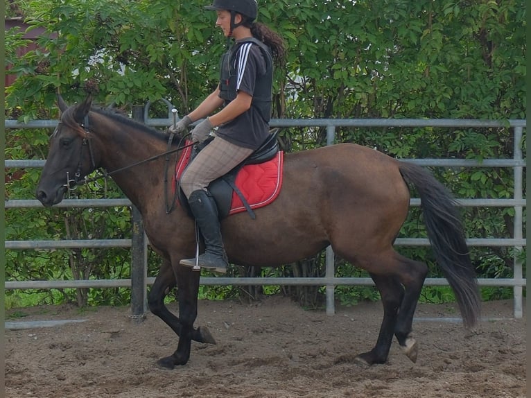 Otras razas Yegua 5 años 147 cm Castaño oscuro in Buttstädt