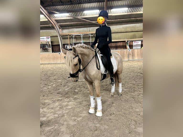Otras razas Yegua 5 años 147 cm Palomino in Bruchköbel