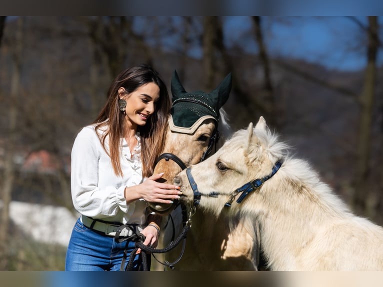 Otras razas Yegua 5 años 147 cm Palomino in Bergamo