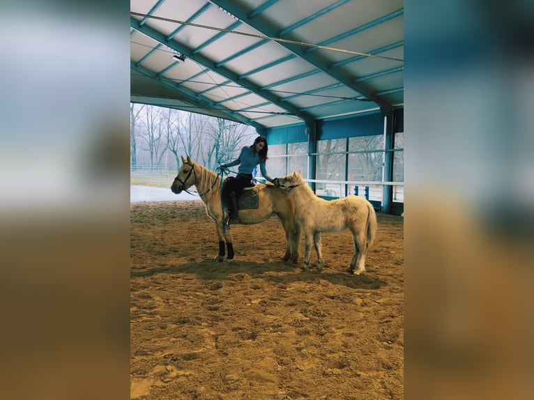 Otras razas Yegua 5 años 147 cm Palomino in Bergamo