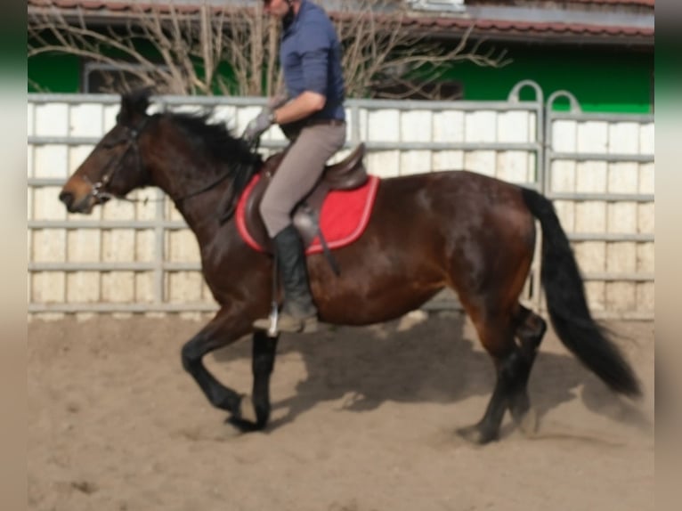 Otras razas Yegua 5 años 148 cm Castaño oscuro in Rudersdorf