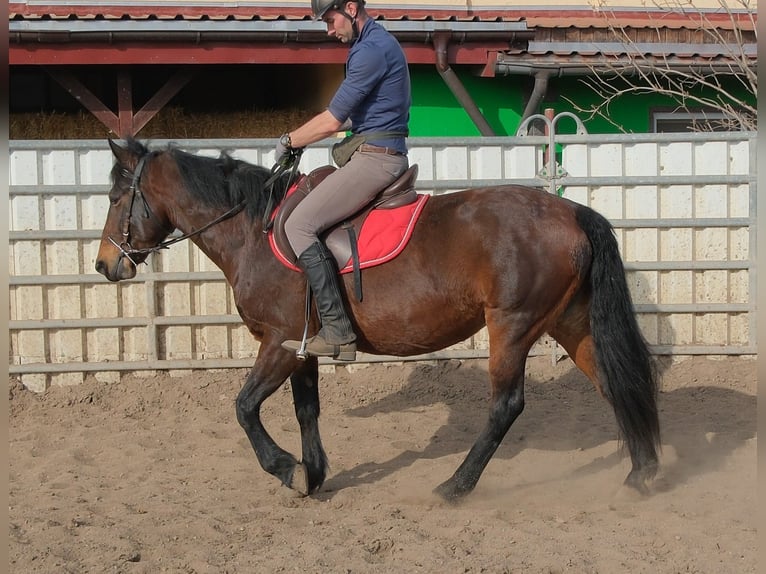 Otras razas Yegua 5 años 148 cm Castaño oscuro in Rudersdorf