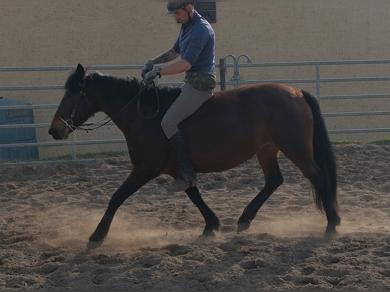 Otras razas Yegua 5 años 148 cm Castaño oscuro in Rudersdorf