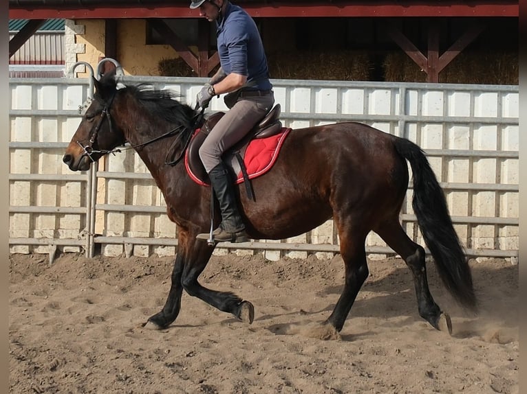 Otras razas Yegua 5 años 148 cm Castaño oscuro in Rudersdorf