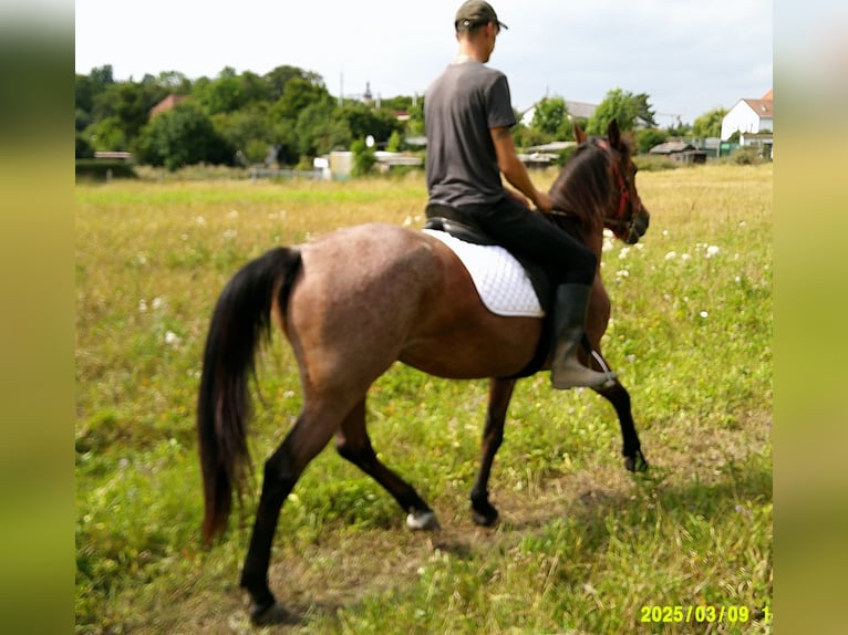 Otras razas Yegua 5 años 149 cm Musgo marrón in Buttst&#xE4;dt