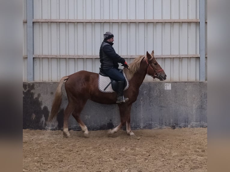 Otras razas Yegua 5 años 152 cm Alazán in Buttst&#xE4;dt