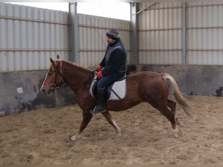 Otras razas Yegua 5 años 152 cm Alazán in Buttst&#xE4;dt