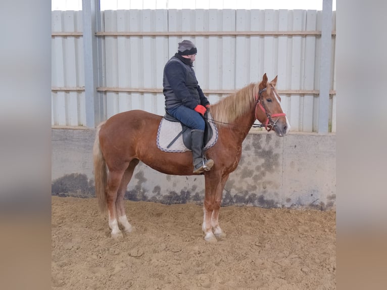 Otras razas Yegua 5 años 152 cm Alazán in Buttst&#xE4;dt