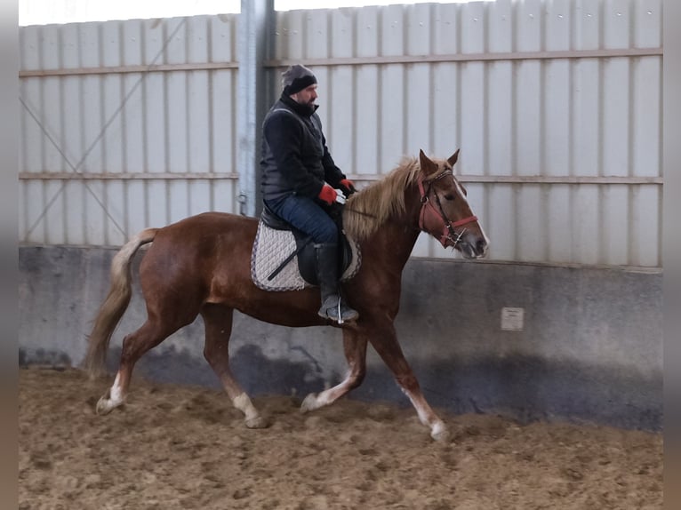 Otras razas Yegua 5 años 152 cm Alazán in Buttst&#xE4;dt