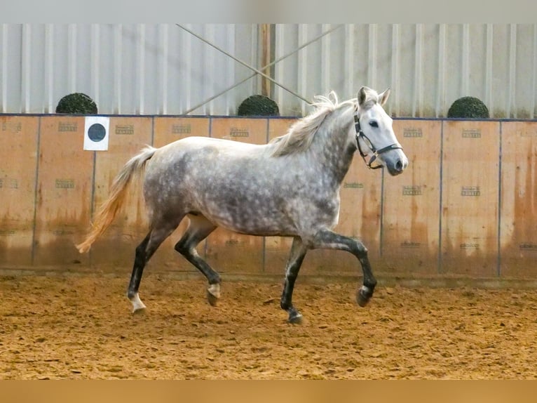 Otras razas Yegua 5 años 152 cm Tordo rodado in Neustadt (Wied)