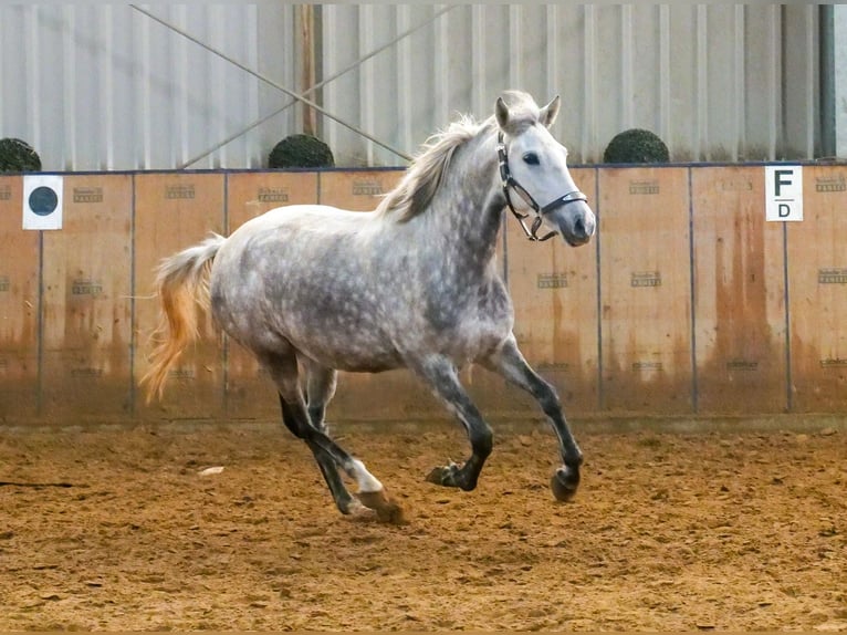 Otras razas Yegua 5 años 152 cm Tordo rodado in Neustadt (Wied)