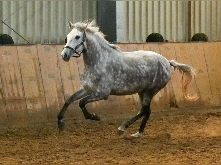 Otras razas Yegua 5 años 152 cm Tordo rodado in Neustadt (Wied)