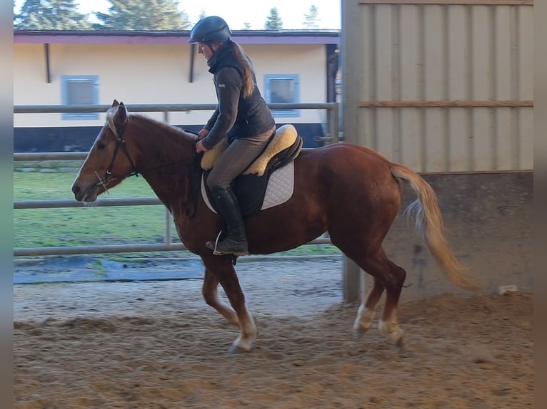 Otras razas Yegua 5 años 153 cm Alazán in Buttstädt