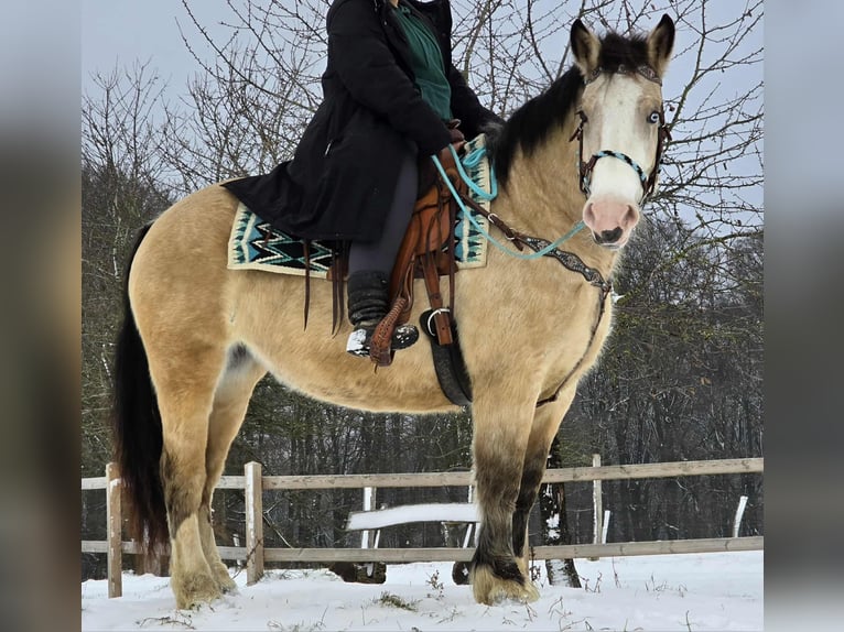 Otras razas Yegua 5 años 154 cm Bayo in Linkenbach