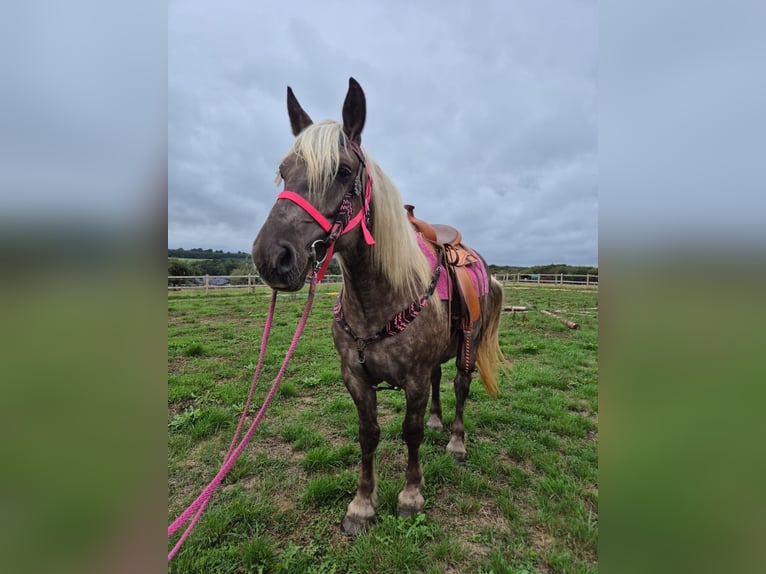 Otras razas Yegua 5 años 155 cm Alazán-tostado in Linkenbach