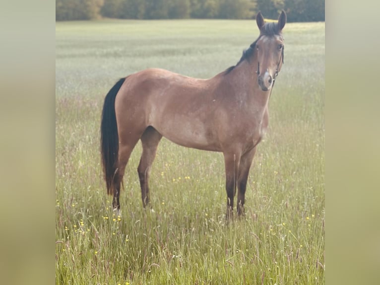 Otras razas Yegua 5 años 156 cm Castaño-ruano in Rheinbach