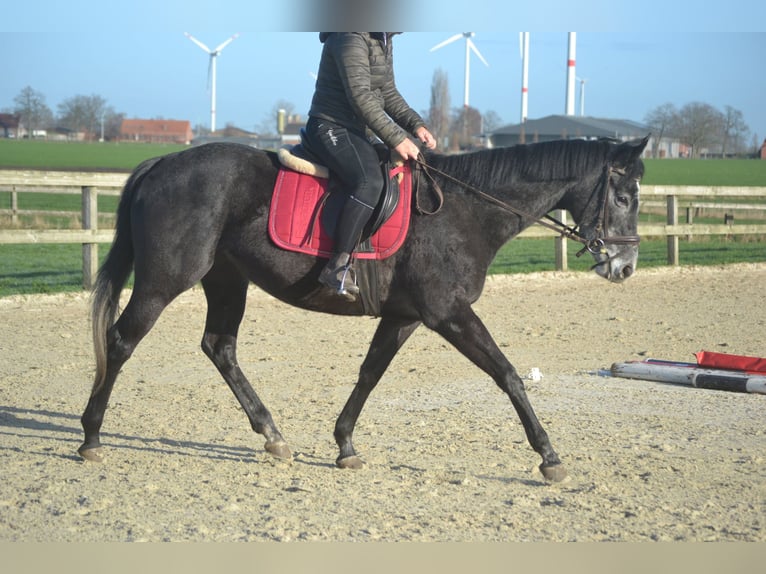 Otras razas Yegua 5 años 156 cm Tordo in Breda