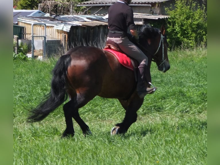 Otras razas Yegua 5 años 158 cm Castaño in Buttstädt