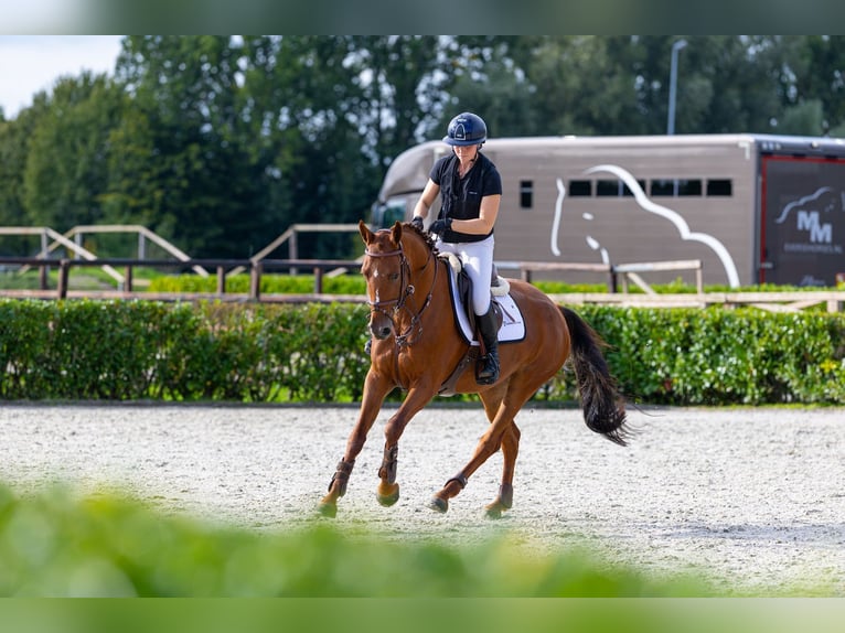 Otras razas Yegua 5 años 160 cm Alazán in Waddinxveen