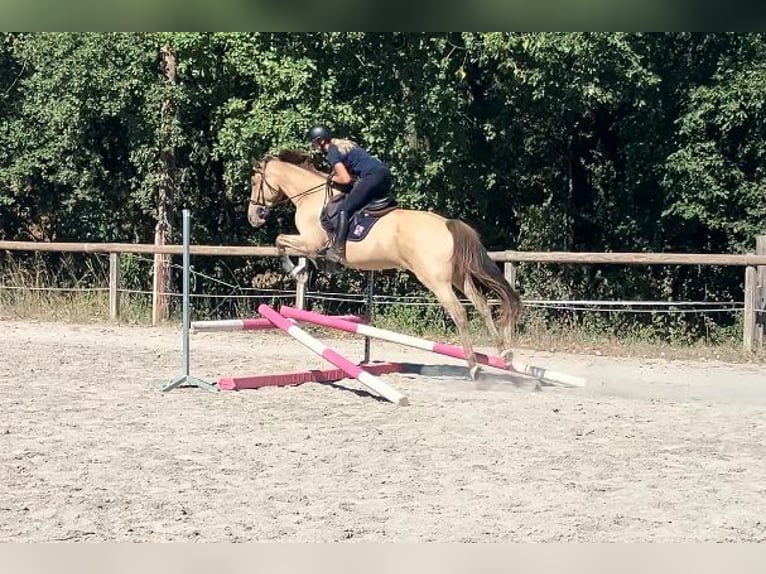 Otras razas Mestizo Yegua 5 años 162 cm Champán in Manteyer
