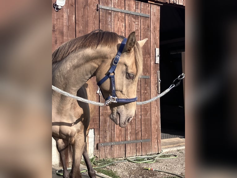 Otras razas Mestizo Yegua 5 años 162 cm Champán in Manteyer