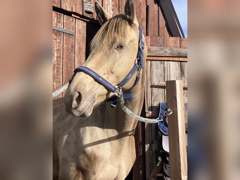 Otras razas Mestizo Yegua 5 años 162 cm Champán in Manteyer
