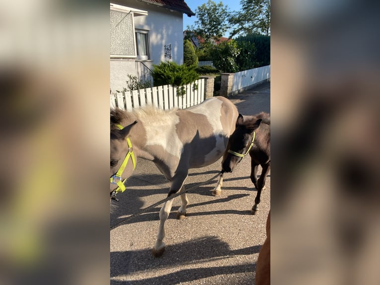 Otras razas Mestizo Yegua 6 años 125 cm Pío in AalenAalen