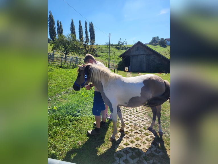 Otras razas Mestizo Yegua 6 años 125 cm Pío in AalenAalen