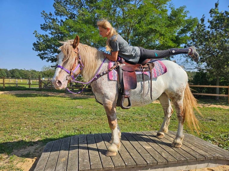 Otras razas Yegua 6 años 152 cm Atigrado/Moteado in Linkenbach