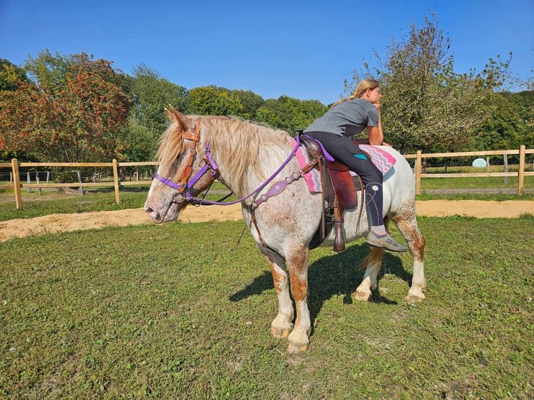 Otras razas Yegua 6 años 152 cm Atigrado/Moteado in Linkenbach