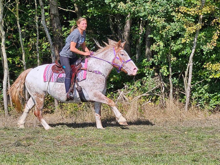 Otras razas Yegua 6 años 152 cm Atigrado/Moteado in Linkenbach