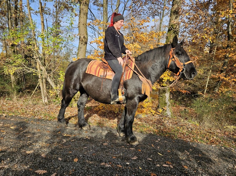 Otras razas Yegua 6 años 152 cm Negro in Linkenbach