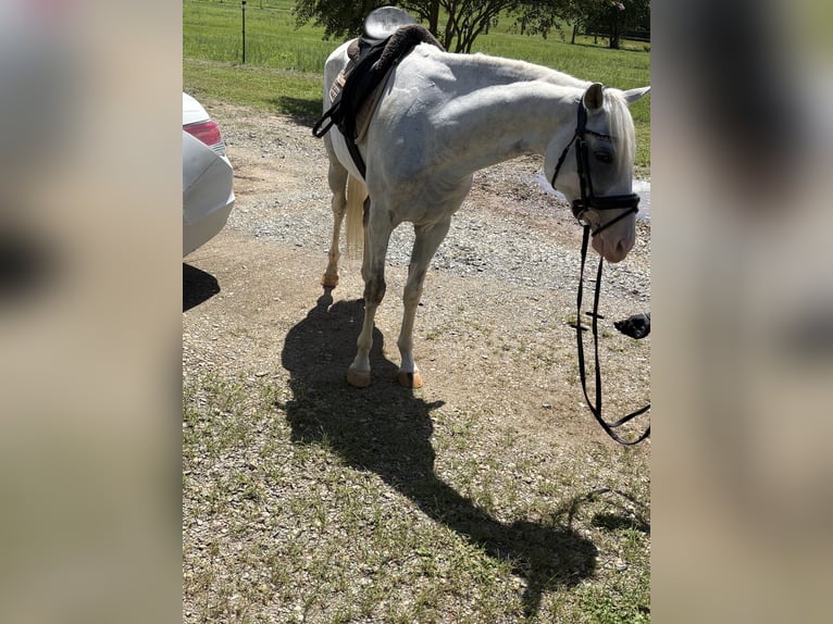 Otras razas Mestizo Yegua 6 años 152 cm Pío in Leesburg