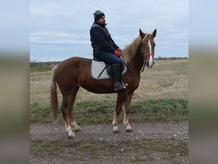 Otras razas Yegua 6 años 153 cm Alazán in Buttstädt