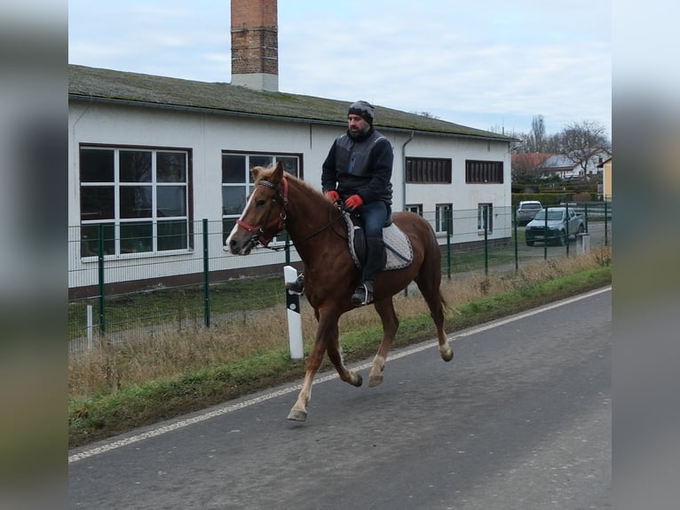Otras razas Yegua 6 años 153 cm Alazán in Buttstädt