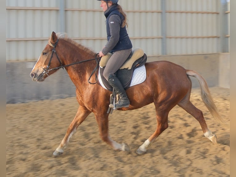 Otras razas Yegua 6 años 153 cm Alazán in Buttstädt