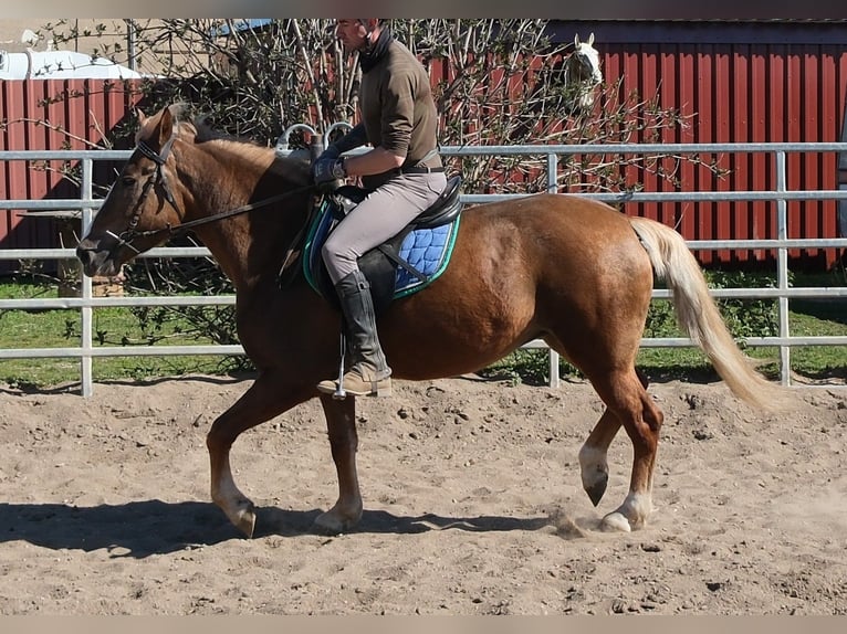 Otras razas Yegua 6 años 153 cm Alazán in Rudersdorf
