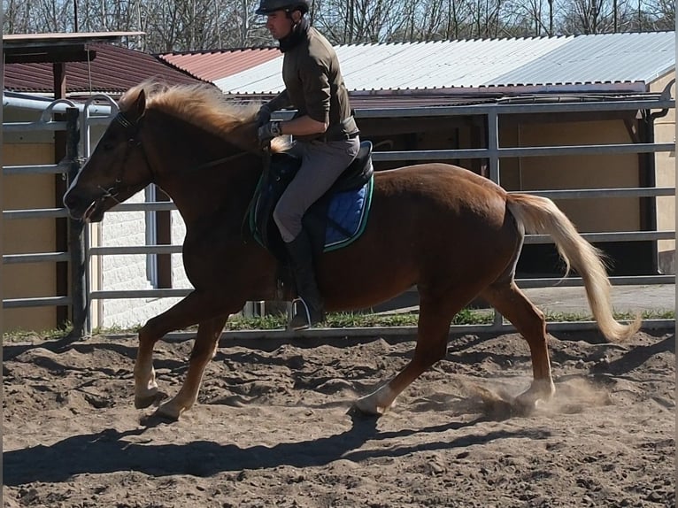 Otras razas Yegua 6 años 153 cm Alazán in Rudersdorf