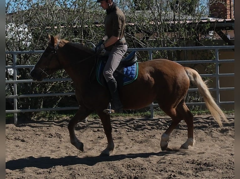 Otras razas Yegua 6 años 153 cm Alazán-tostado in Buttstädt