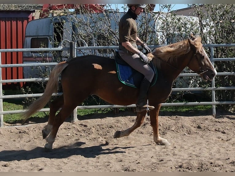 Otras razas Yegua 6 años 153 cm Alazán-tostado in Buttstädt