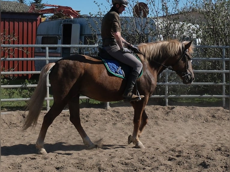 Otras razas Yegua 6 años 153 cm Alazán-tostado in Buttstädt