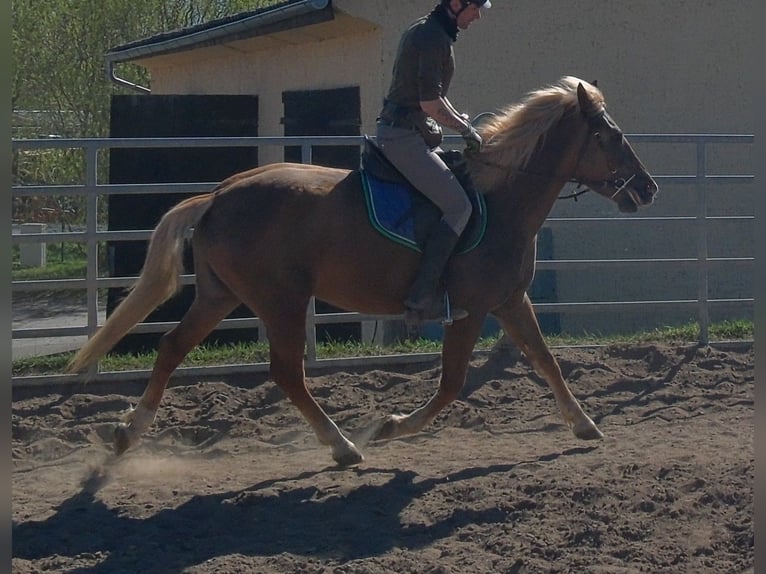 Otras razas Yegua 6 años 153 cm Alazán-tostado in Buttstädt