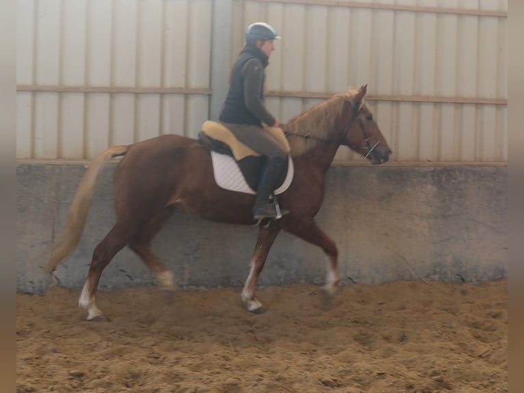 Otras razas Yegua 6 años 154 cm Alazán in Rudersdorf